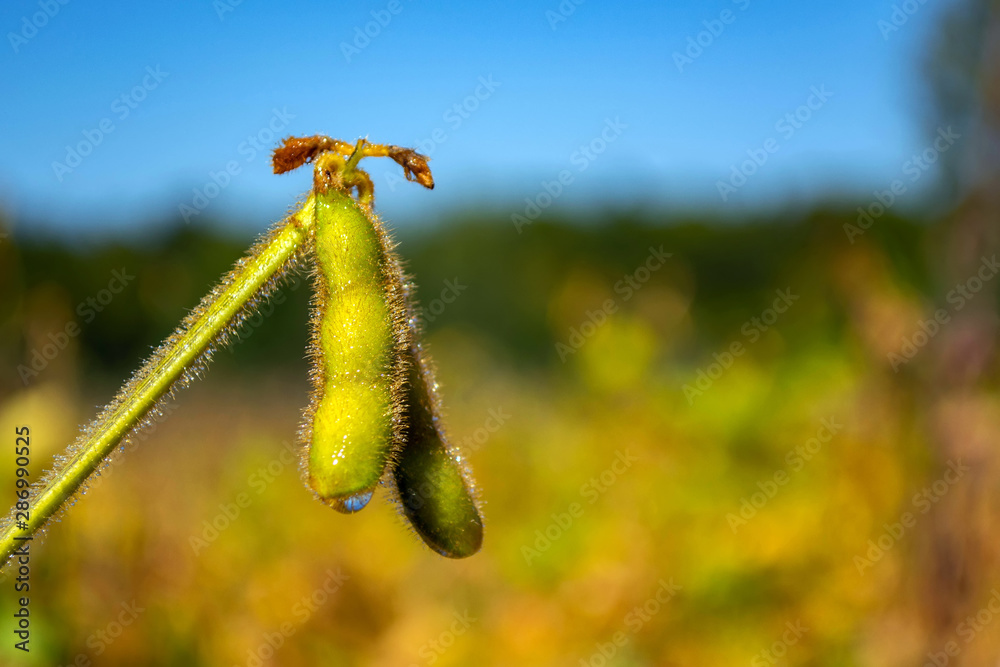 soybean pod filled with beans in a field against the sky