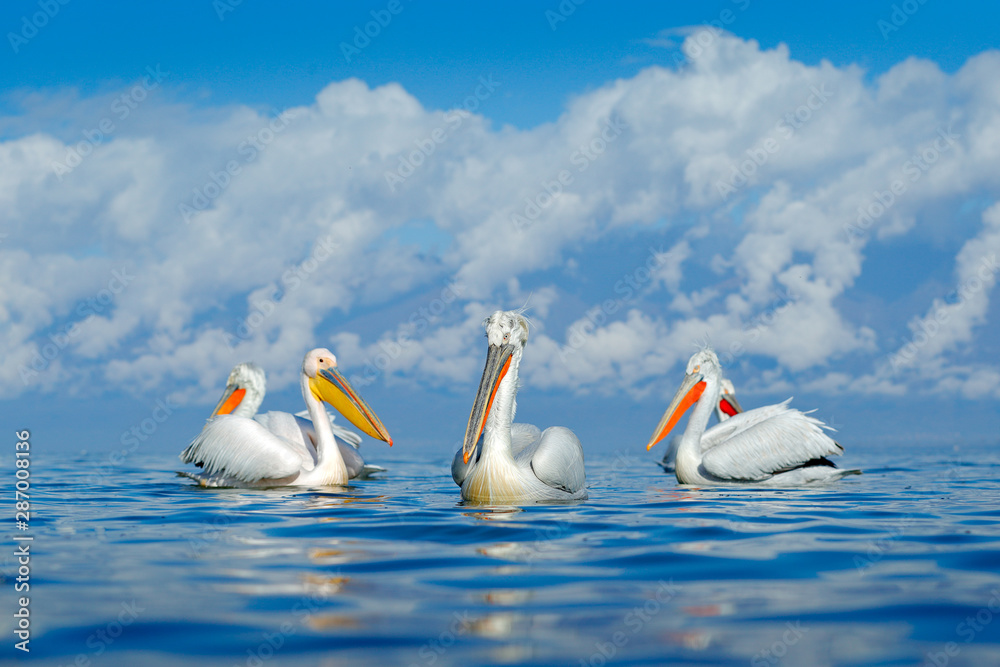 水中的鸟。达尔马提亚鹈鹕，Pelecanus crispus，降落在希腊的克尔基尼湖。pelican wi