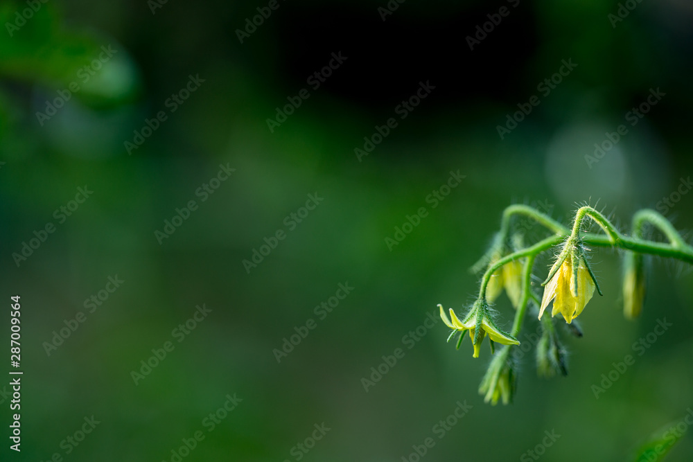 花园里的番茄开花特写