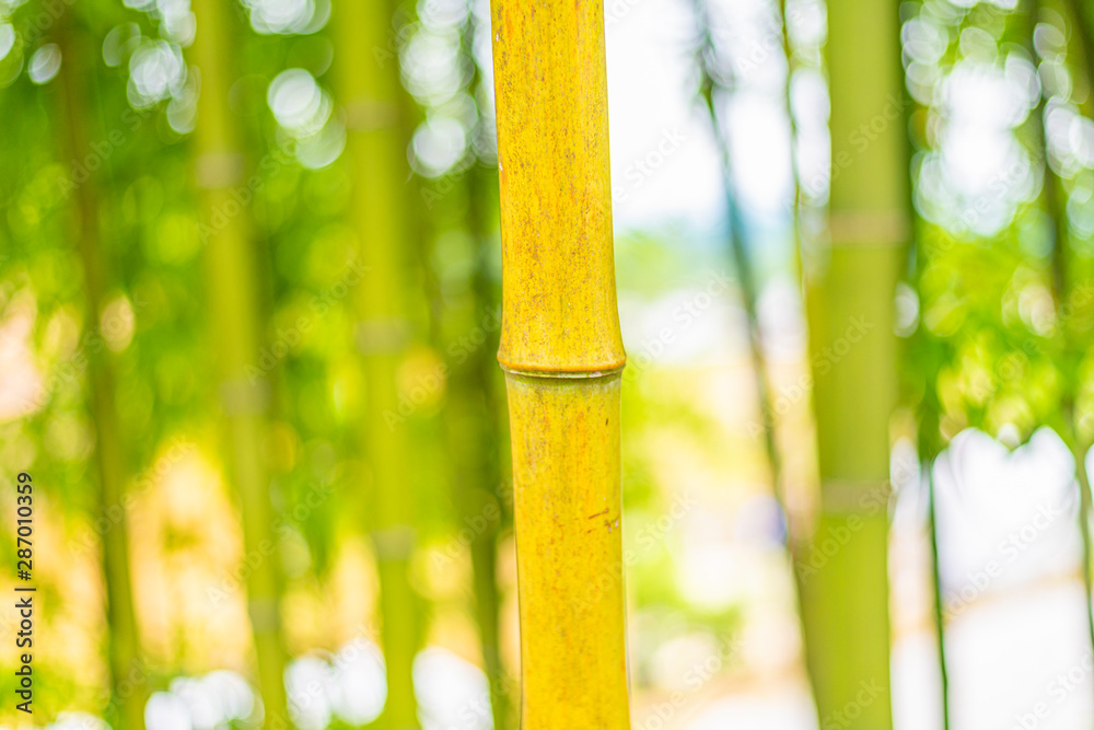 竹林中黄绿色竹枝的特写