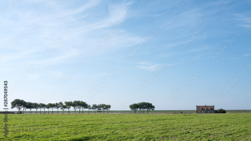 trees and lonely house under blue sky on grassy dyke in dutch province of friesland