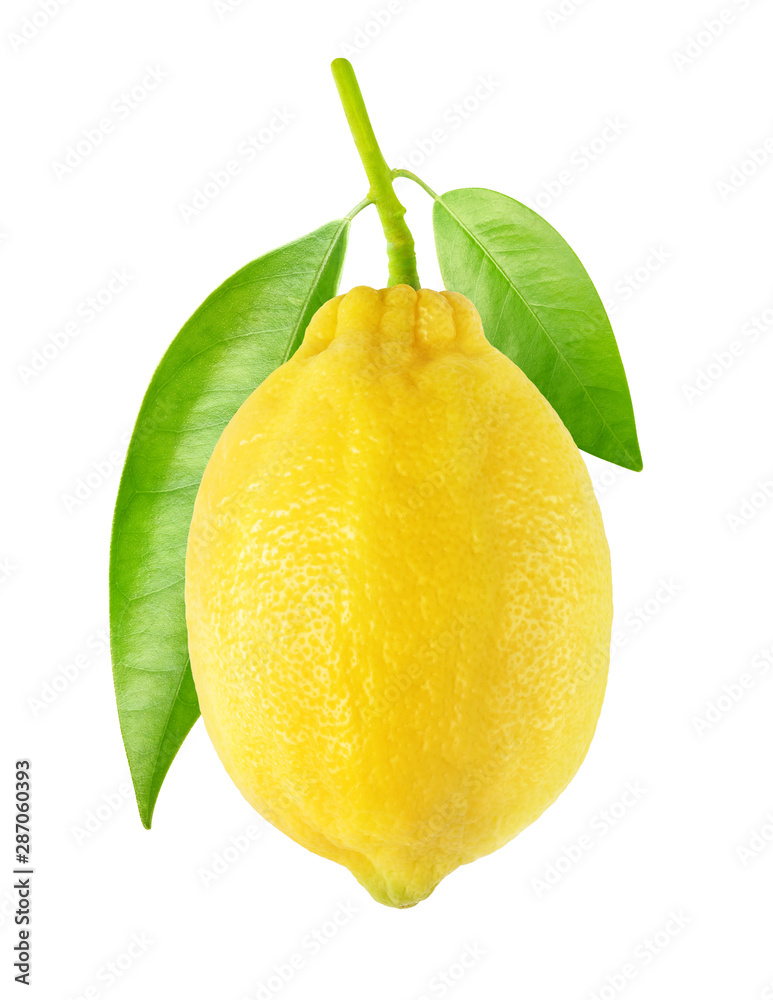 Isolated lemon. One raw lemon fruit hanging on a tree branch with leaves isolated on white backgroun