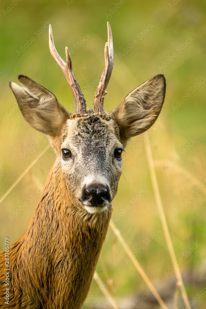 欧洲獐（Capreolus Capreolus）