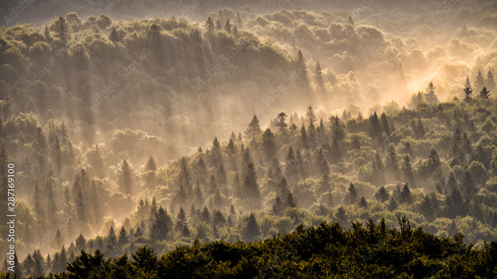 A stunning forest in fog. Bieszczady Mountains. Poland.