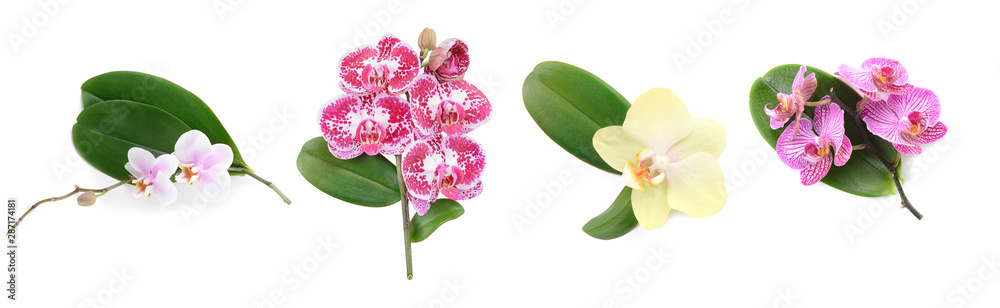 Beautiful orchid flowers and leaves on white background