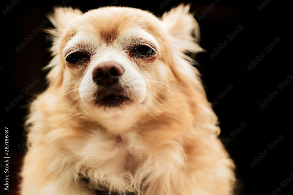 cute brown chihuahua dog wear  neck tie nerd dog on black color background