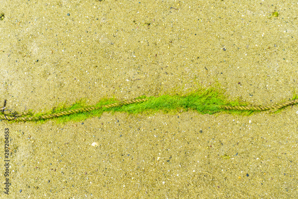 躺在海滩上的又旧又细的绳子，绿色的苔藓或藻类