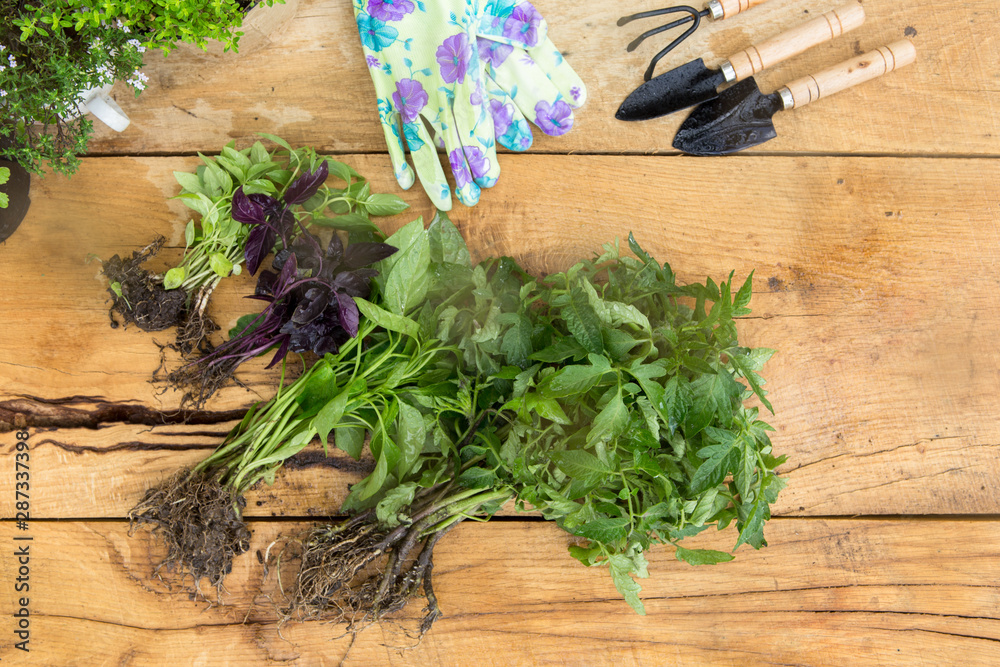 Seedlings, plants in pots and garden tools on the wooden table, gardening concept