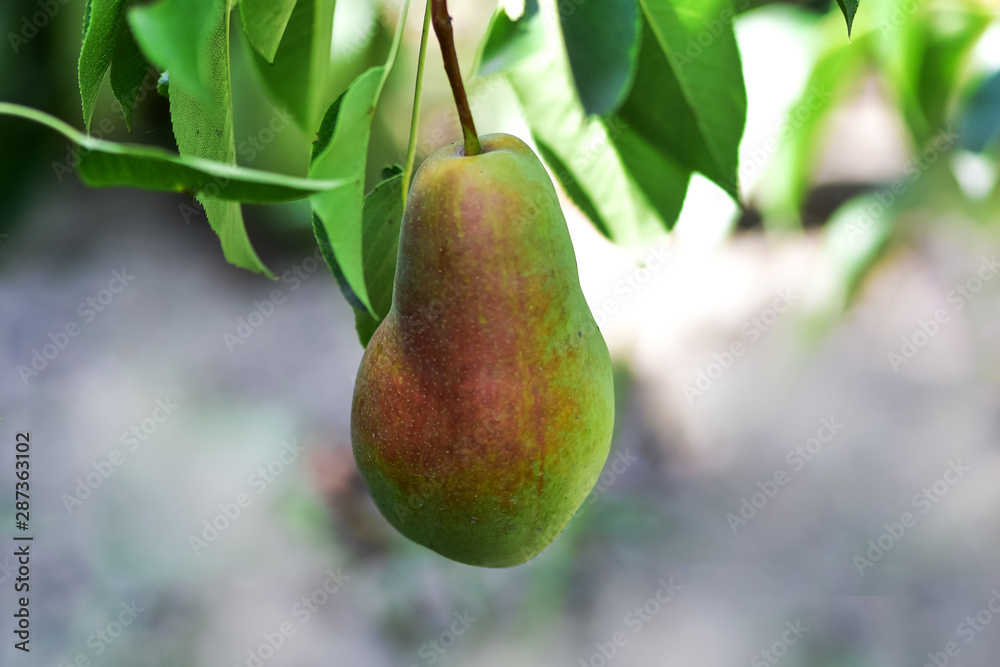 Harvest pears, pear trees in the domestic garden.