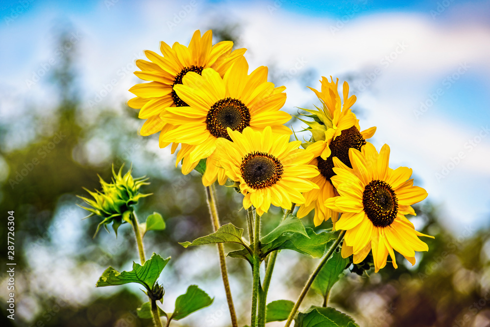 Decorative sunflower blossom