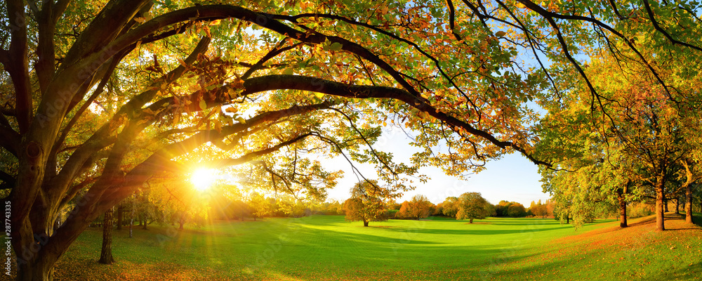 Beautiful autumn scenery on a meadow