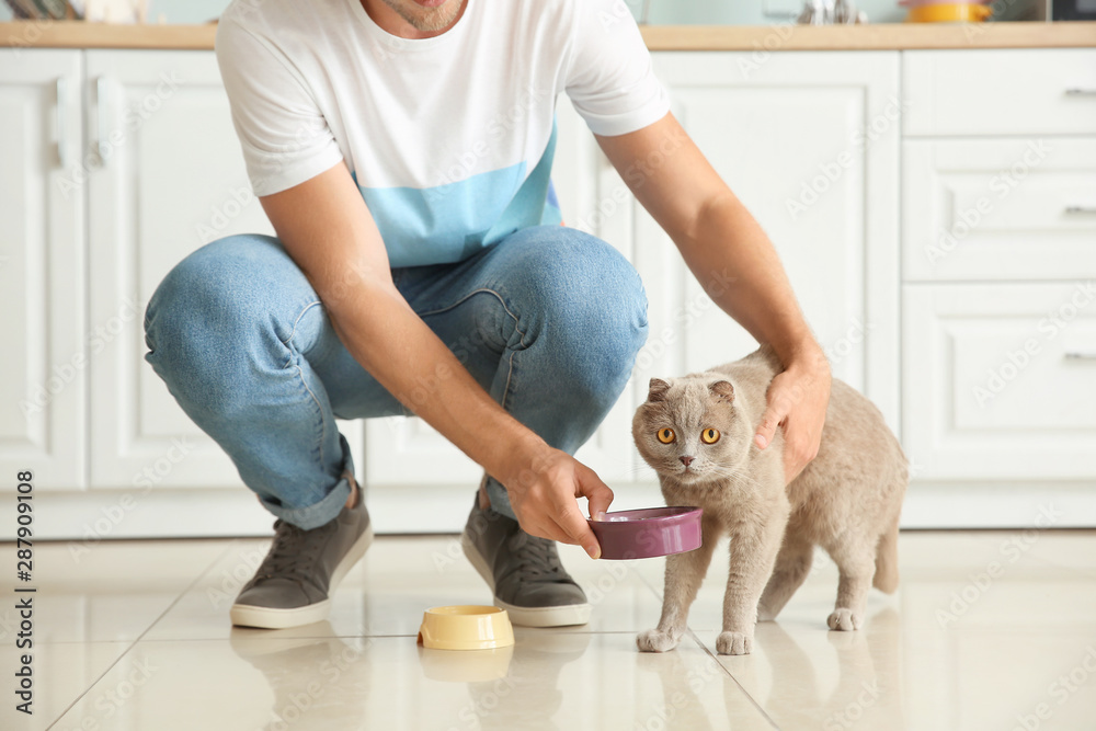 男人在厨房喂可爱有趣的猫