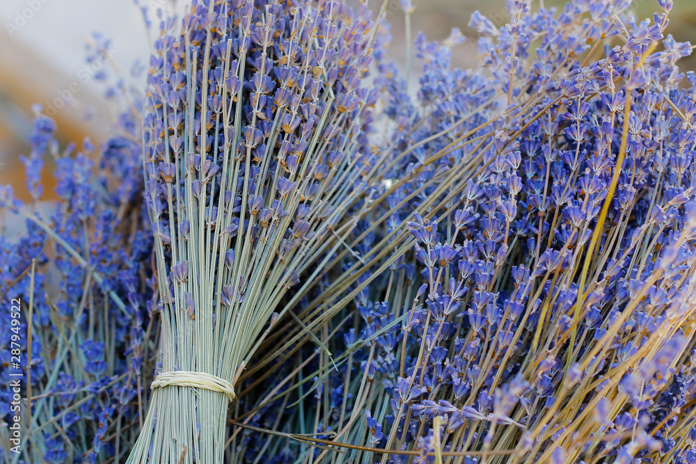 cluster of purple lavender from provence 