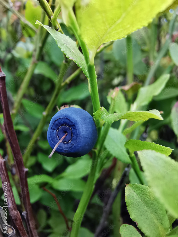 森林灌木丛中的蓝莓