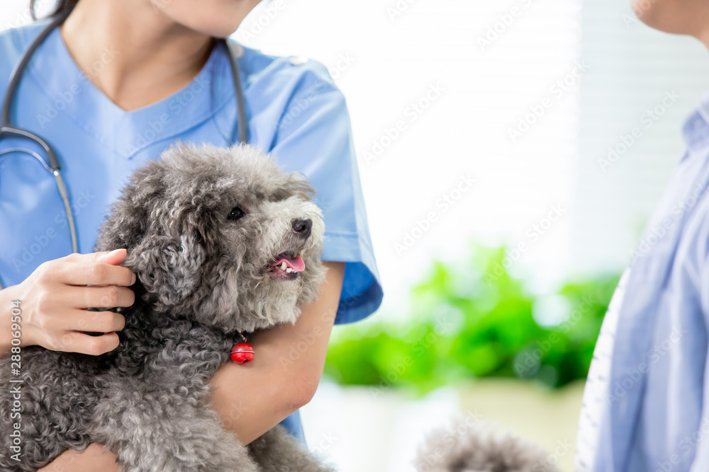 veterinarian at veterinary clinic