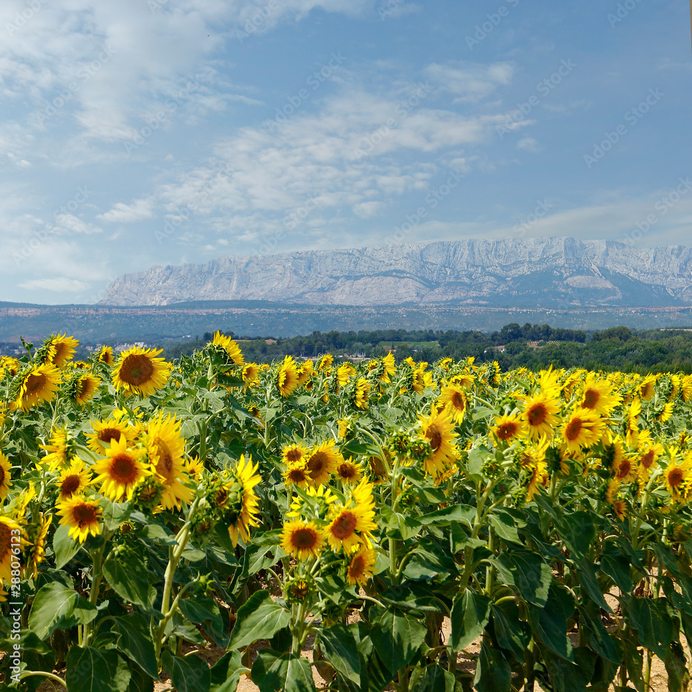 LANDSCAPE OF SUNFLOWERS FIELD, DURING SUMMER SEASON IN PROVENCE -FRANCE