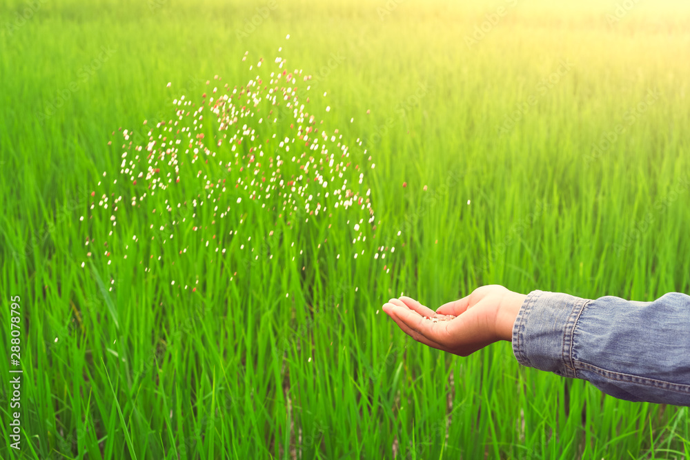 hand pouring fertilizer to young rice in farm. concept agriculture