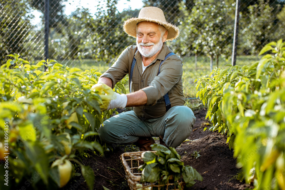 Senior well-dressed man picking up fresh peppers on an organic garden during the sunset. Concept of 