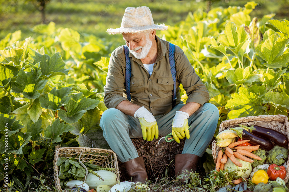 Portrait of a senior well-dressed agronomist with freshly picked up vegetables on the garden outdoor