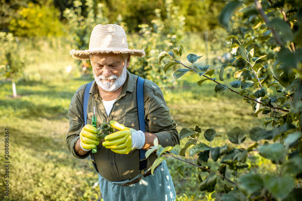 Senior well-dressed man as a gardener pruning branches of a fruit trees in the apple orchard. Concep