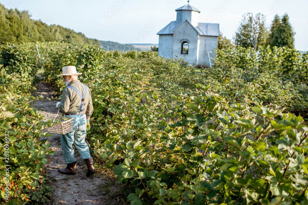 Senior well-dressed man as a gardener collecting blackberries on the beautiful plantation during the