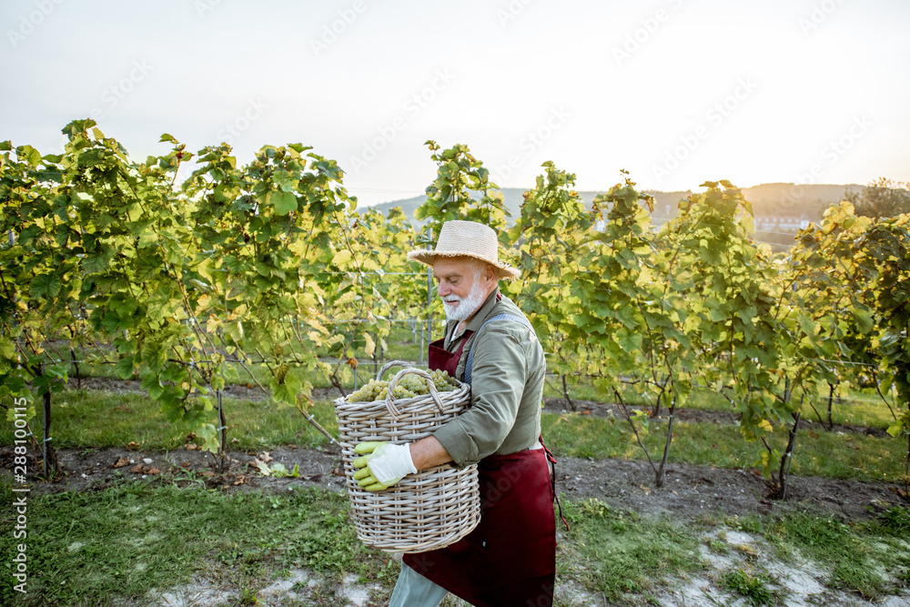 Senior well-dressed winemaker walking with basket full of freshly picked up wine grapes, harvesting 