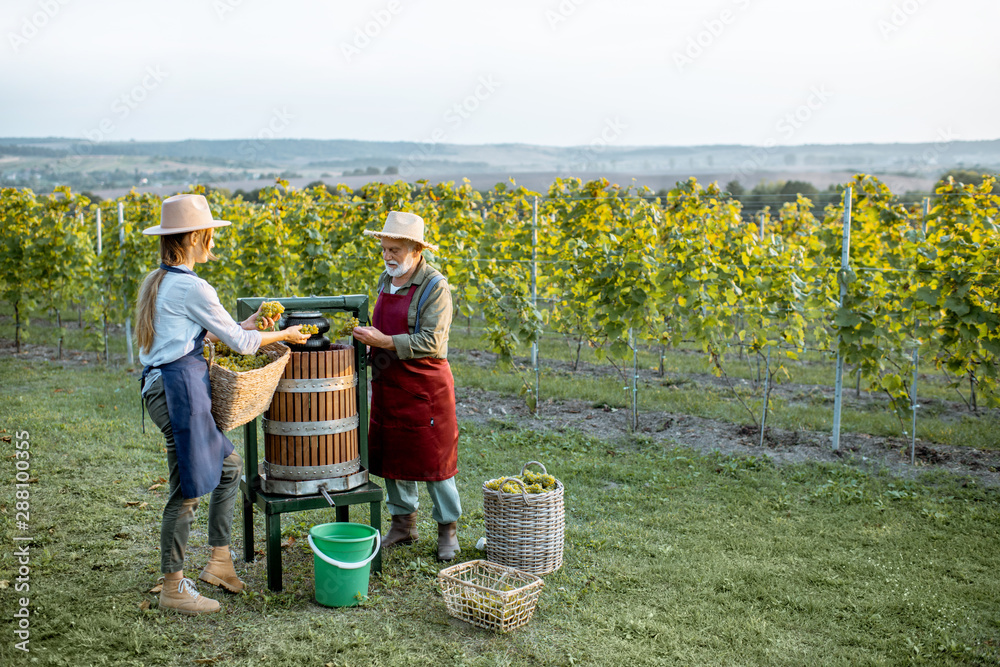 Senior man and young woman as winemakers squeezing grapes with press machine on the vineyard, gettin