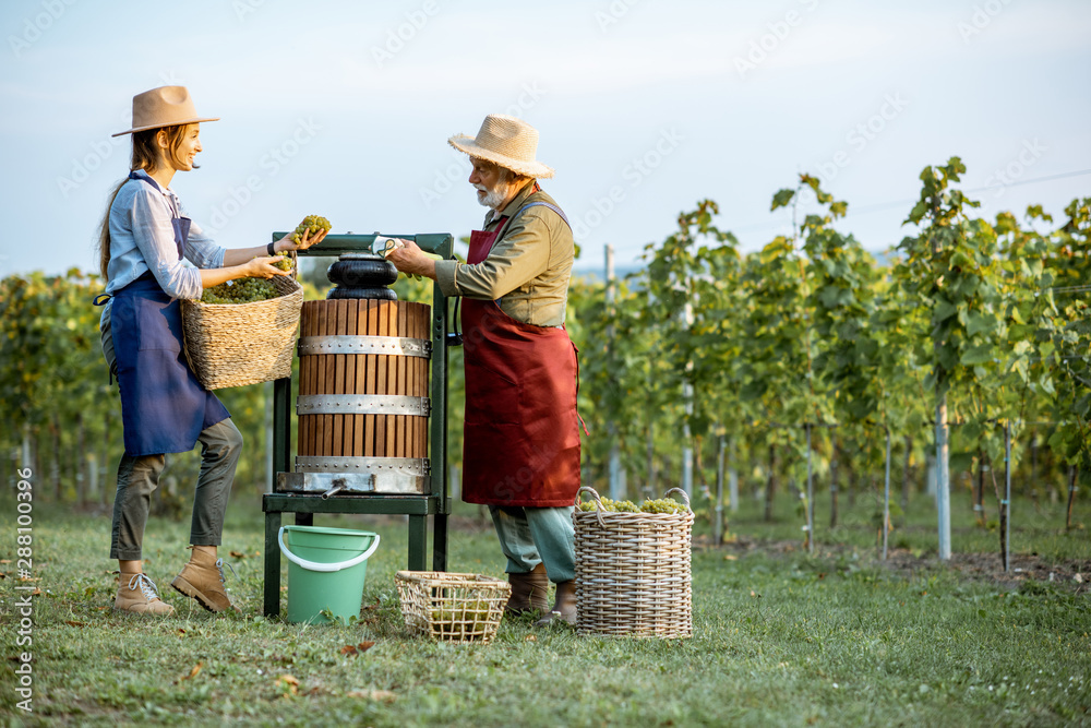 Senior man and young woman as winemakers squeezing grapes with press machine on the vineyard, gettin