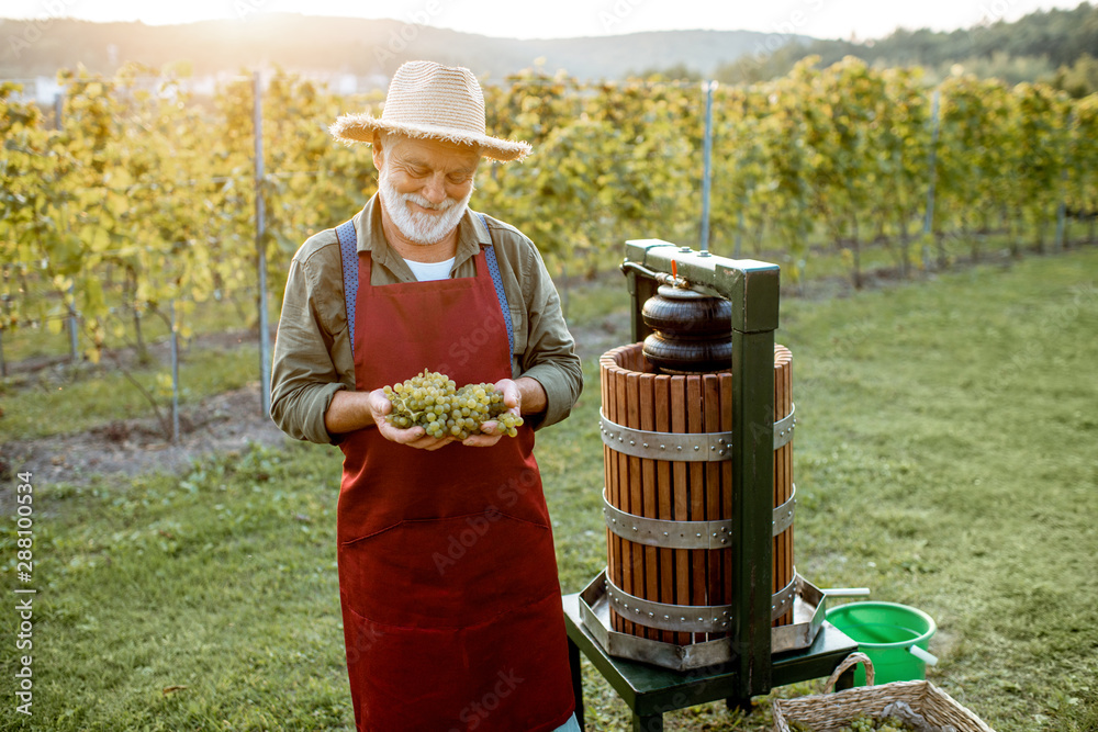 Senior winemaker holding freshly picked up grapes ready to put into the winepress machine, making fr