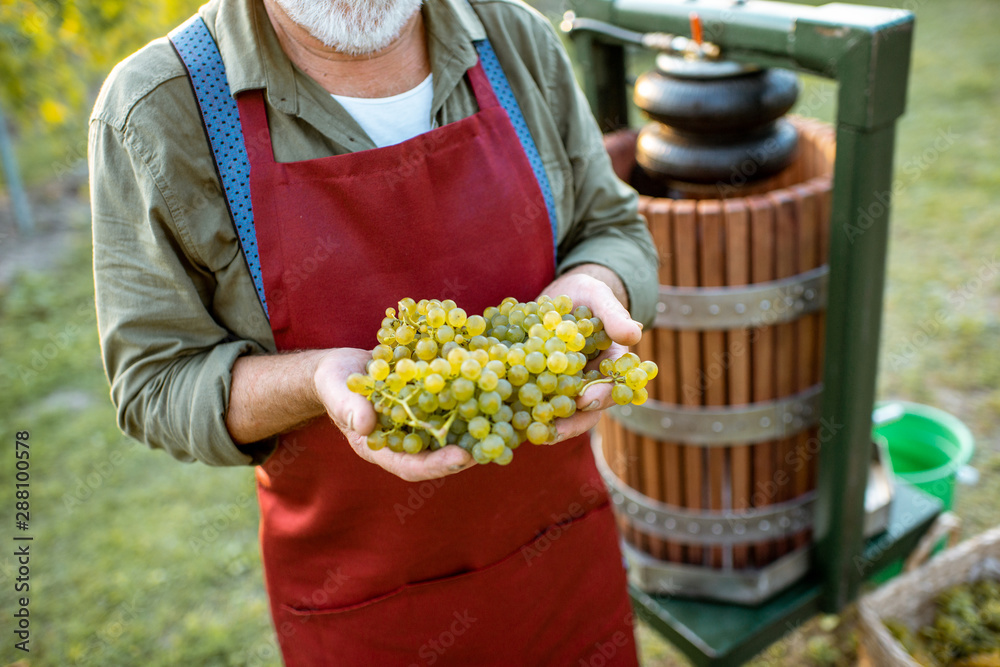 Senior winemaker holding freshly picked up grapes ready to put into the winepress machine, making fr