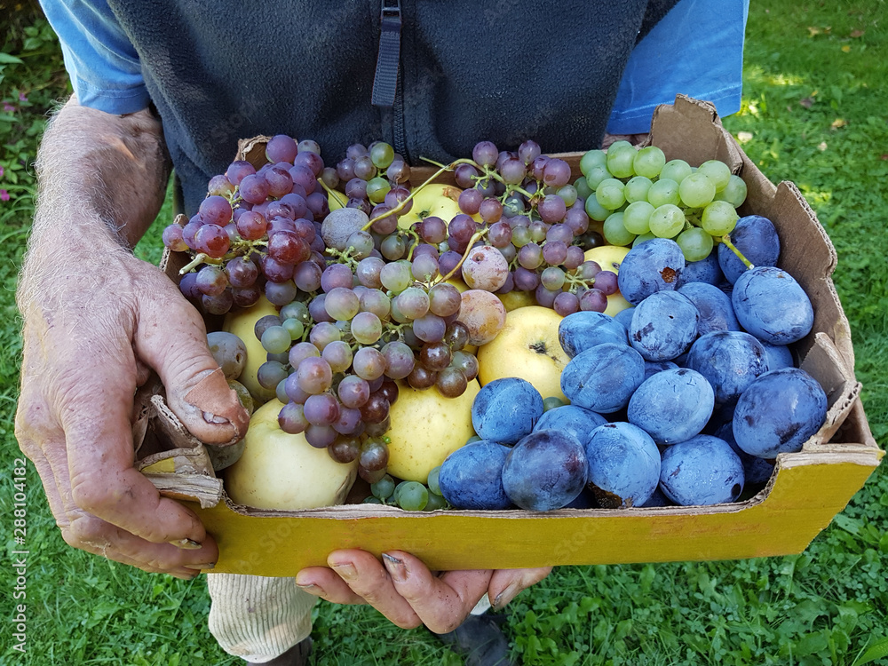 Senior Gärtner hält Kiste mit gepflücktem Obst aus dem eigenen Garten