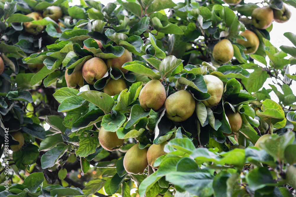 Ripe organic quince fruit grows on a quince tree with green foliage