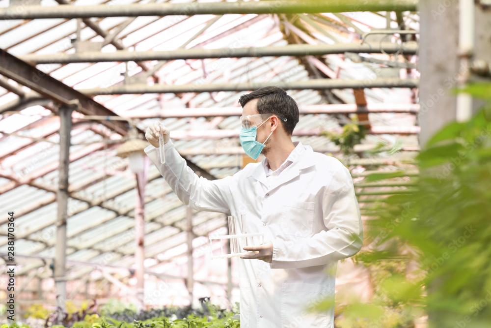 Male agricultural engineer working in greenhouse