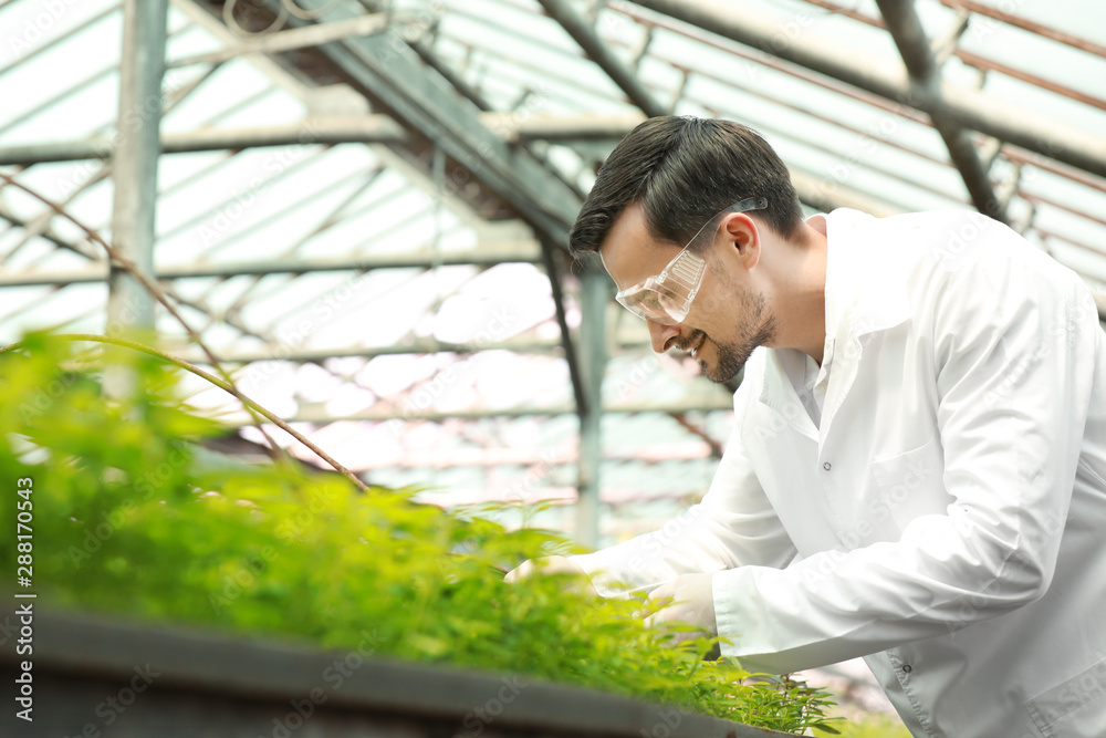 Male agricultural engineer working in greenhouse