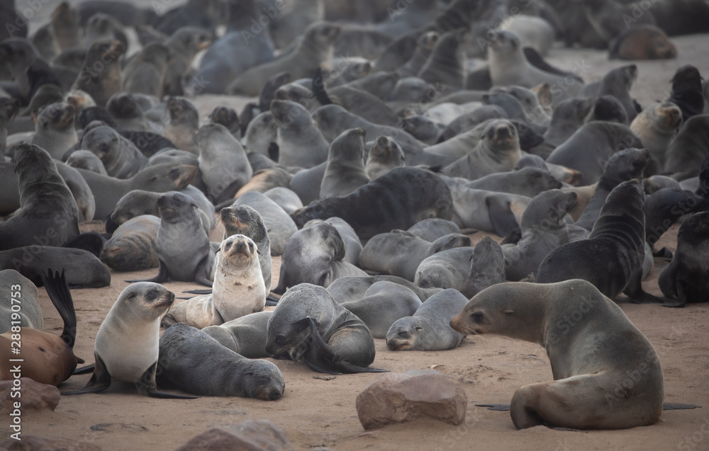 Cape fur seals on Namibian skeleton coast.