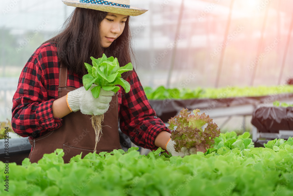 友好团队从屋顶温室花园收获新鲜蔬菜并计划收获