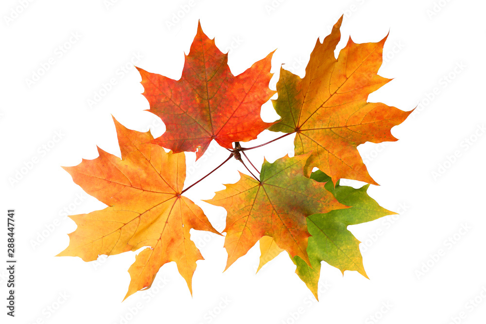 Branch of autumn maple leaves isolated on white background