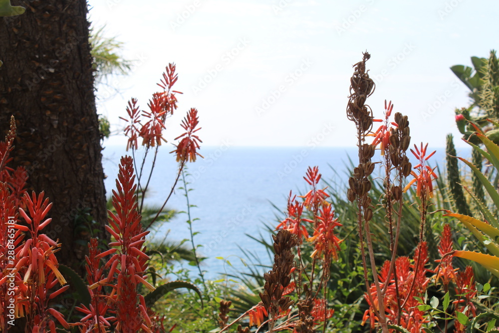 滨海大道，Pigna San remo，仙人掌