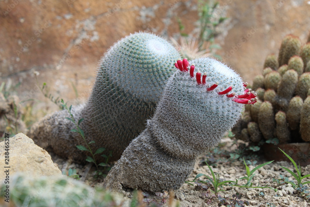 Vue sur la mer, Pigna San remo, cactus