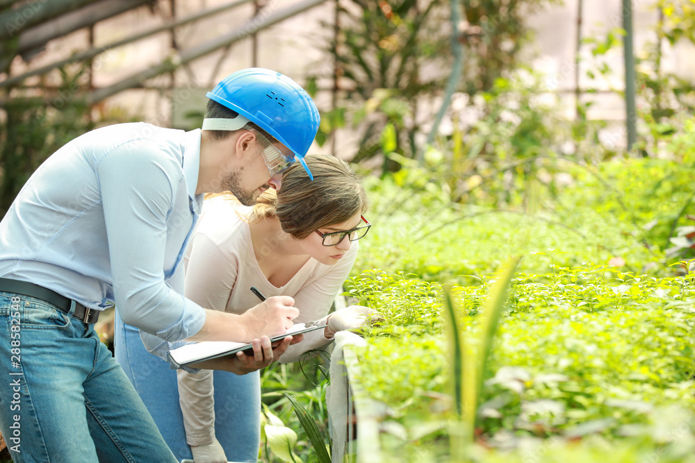 Young agricultural engineers working in greenhouse