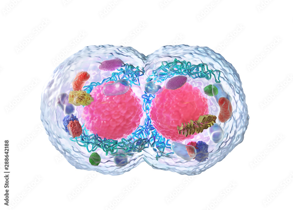 生物学概念。显微镜下的细胞分裂在白色上分离。3d插图