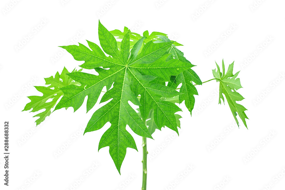 A green papaya tree on a white background