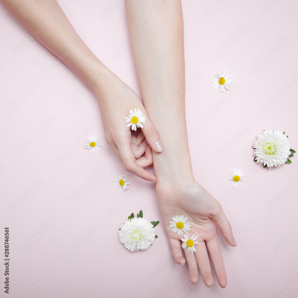 Beautiful woman hands hold flowers. Thin wrist and natural manicure. Daisies on a pink background