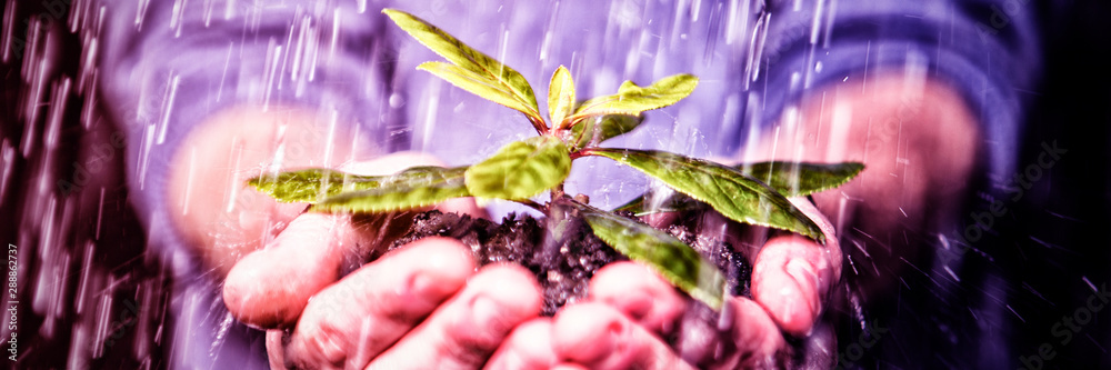 雨中牵手幼苗