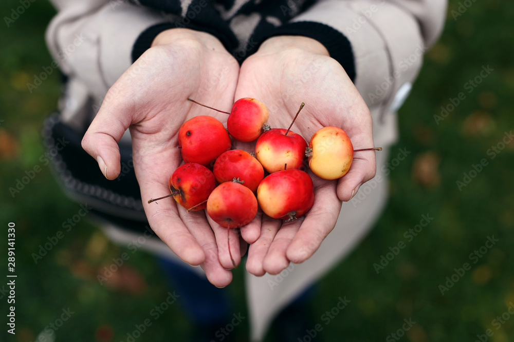 Wild mini apples in the hands of a girl.