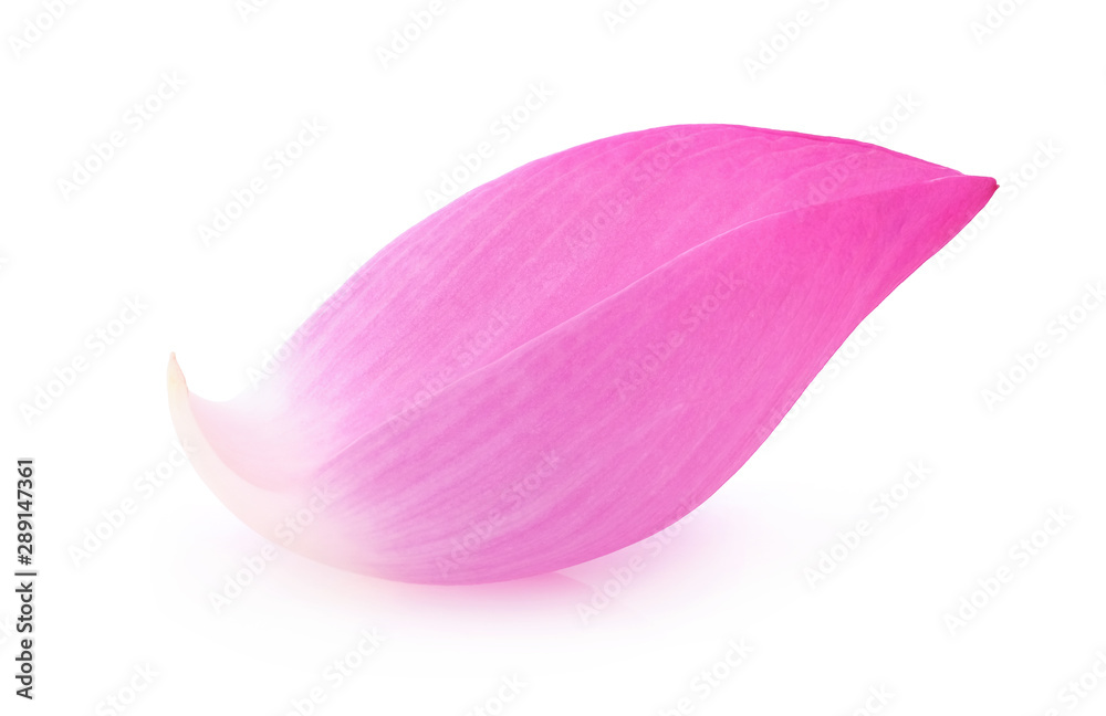 pink lotus petal isolated on white background