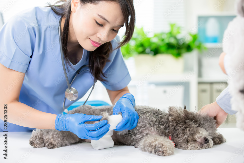 pet dog get wound bandaged