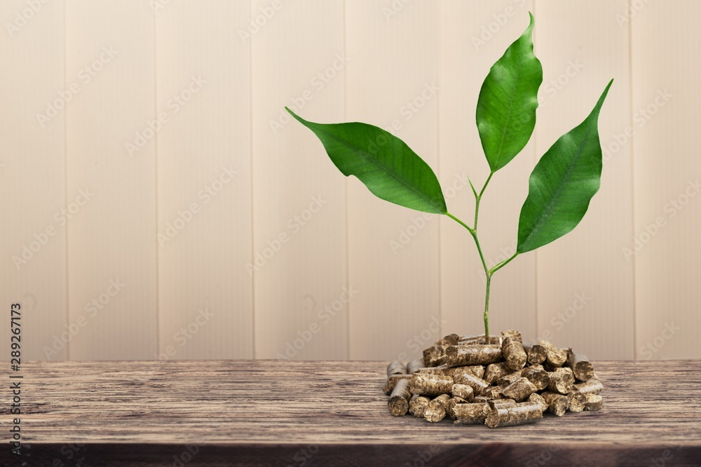 Growing plant tree  on background