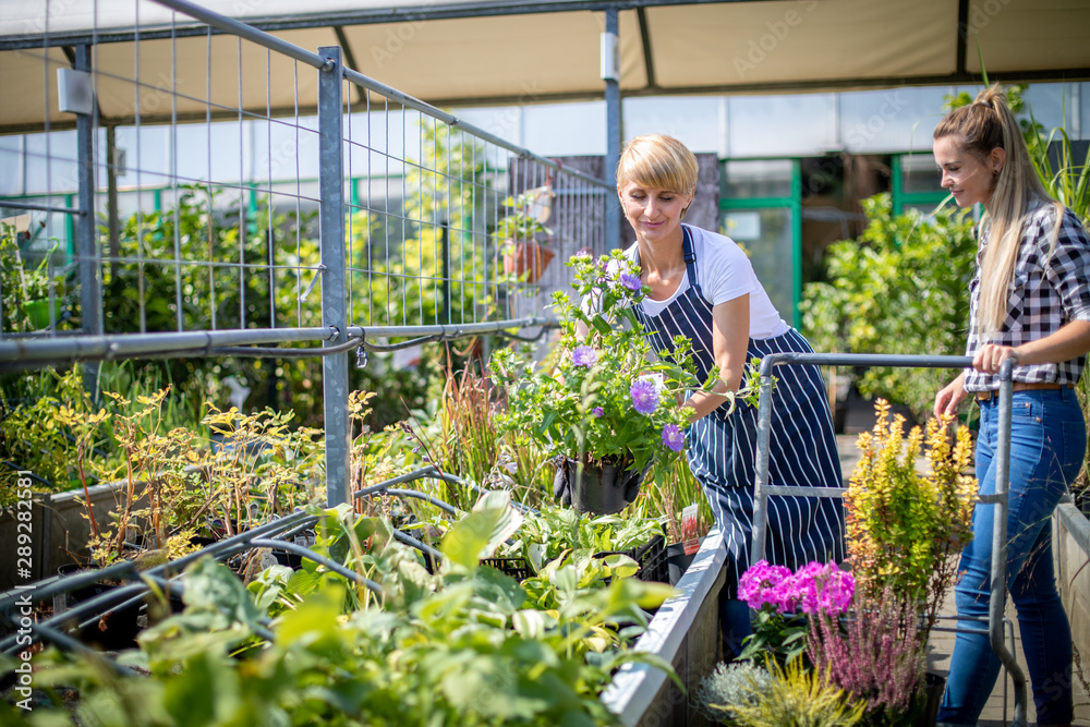 Gardener woman advising female client during buying plants in the garden center