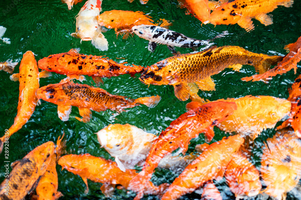 Colorful decorative fish float in an artificial pond, view from above